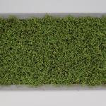 LivingWall Soleiraolia