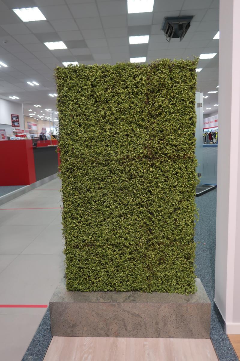 LivingWall Soleiraolia