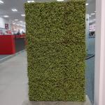 LivingWall Soleiraolia