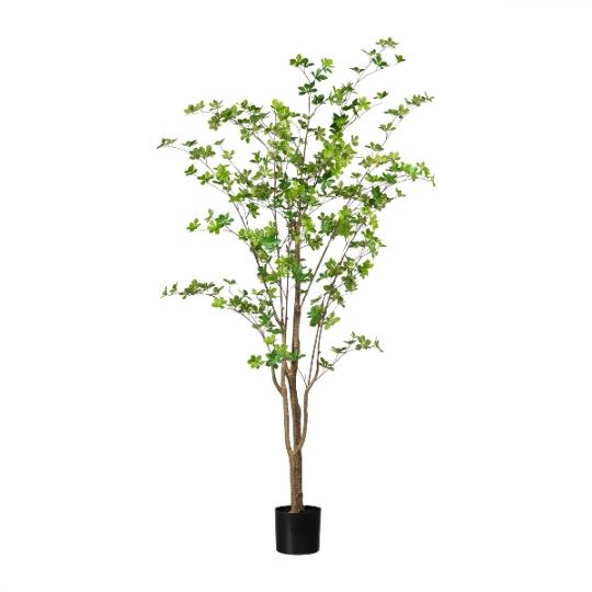Louisiana-Baum