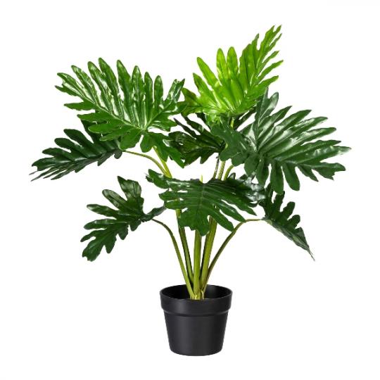 Monstera 