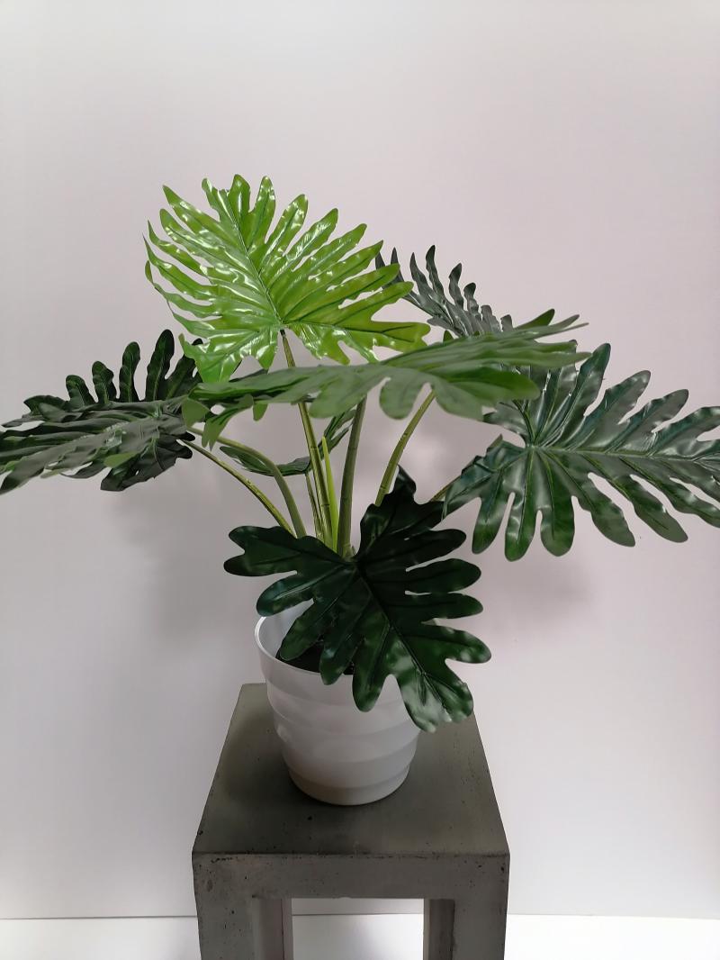 Monstera 