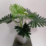 Monstera 