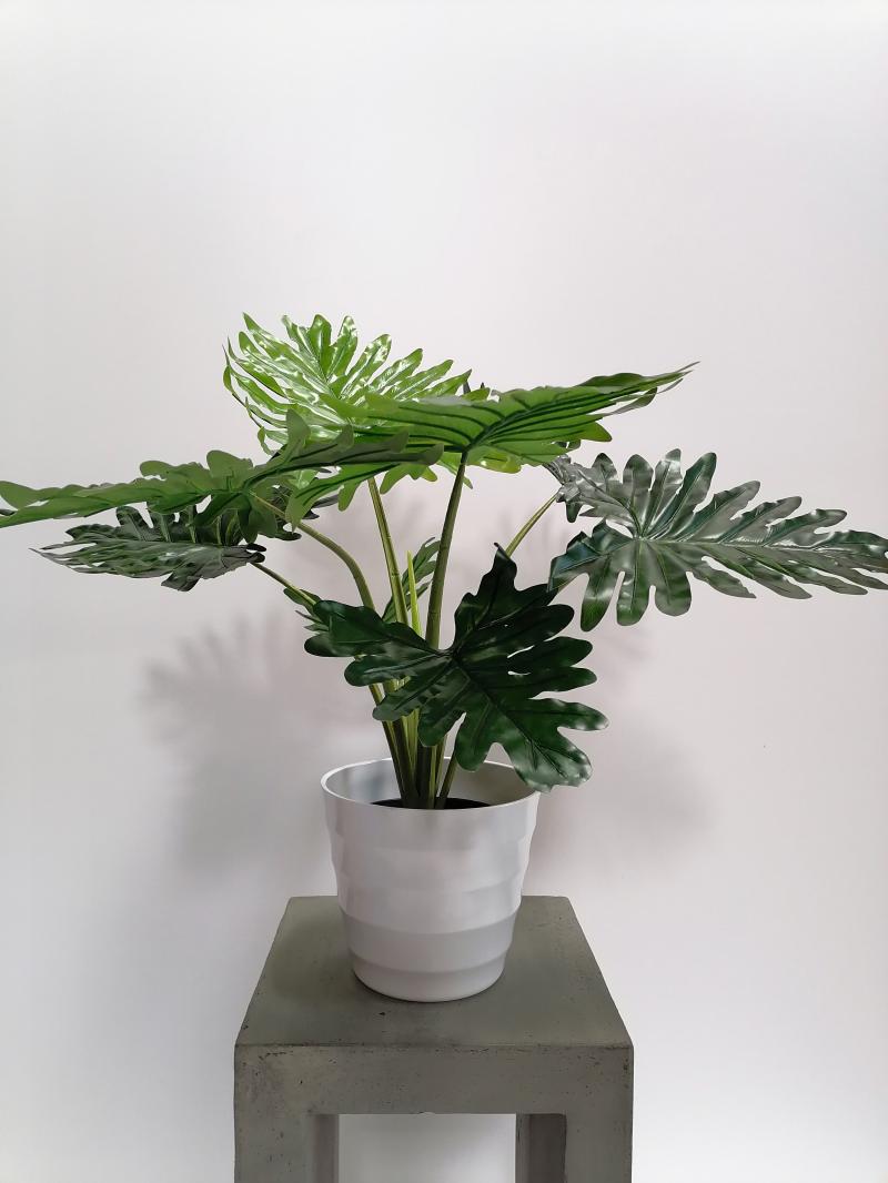 Monstera 