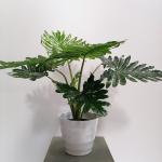 Monstera 