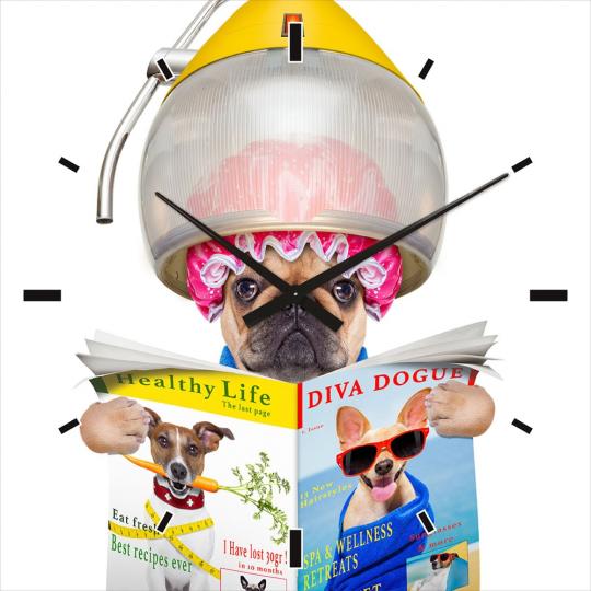 Mops beim Frisör
