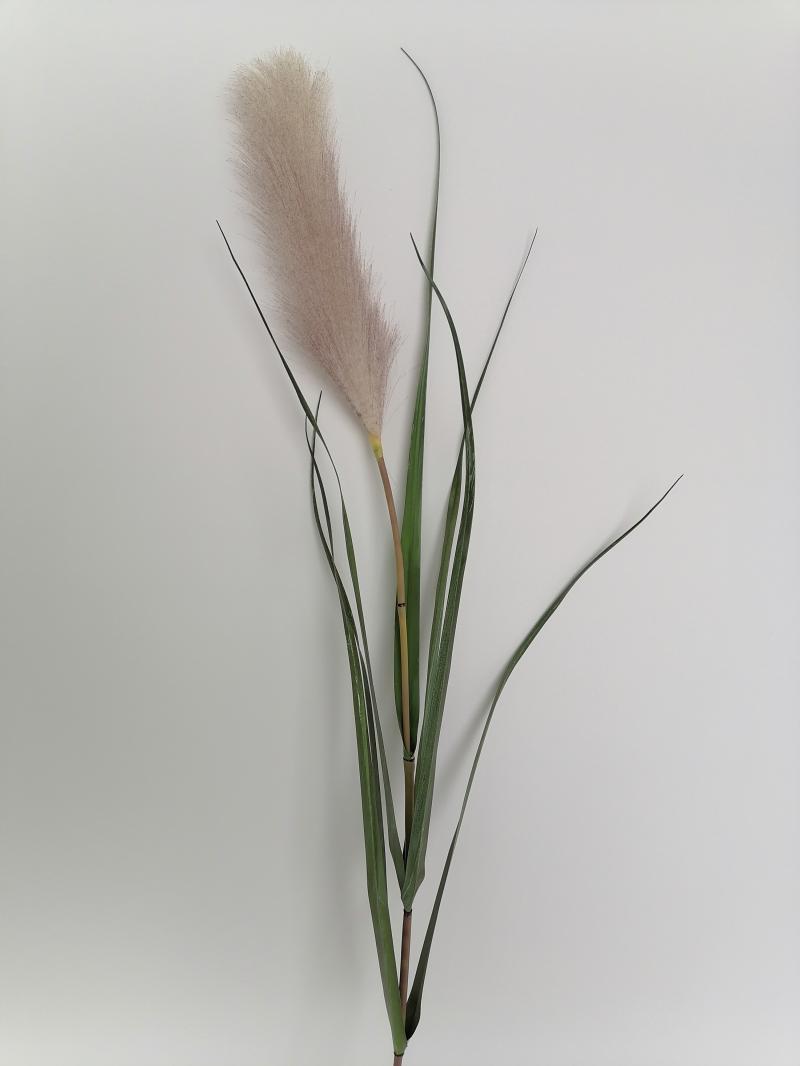 Pampas Gras 