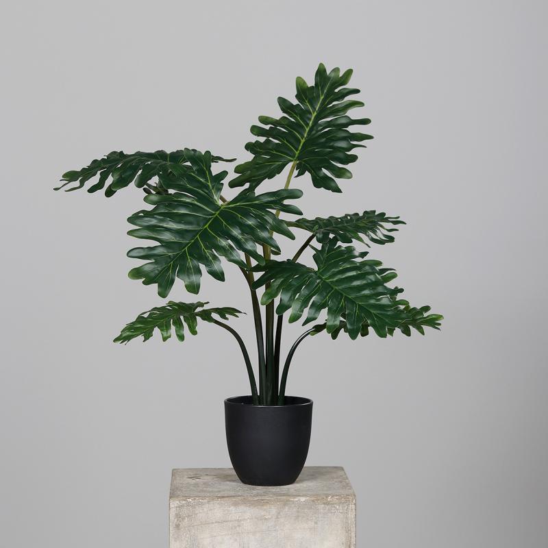 Philodendron Pflanze im schwarzen Kunststofftopf