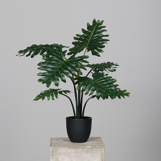 Philodendron Pflanze im schwarzen Kunststofftopf