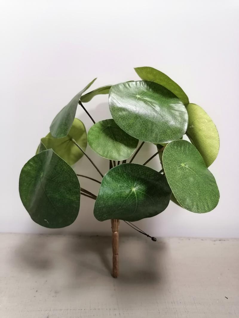 Pilea auf Stiel