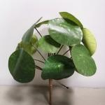 Pilea auf Stiel