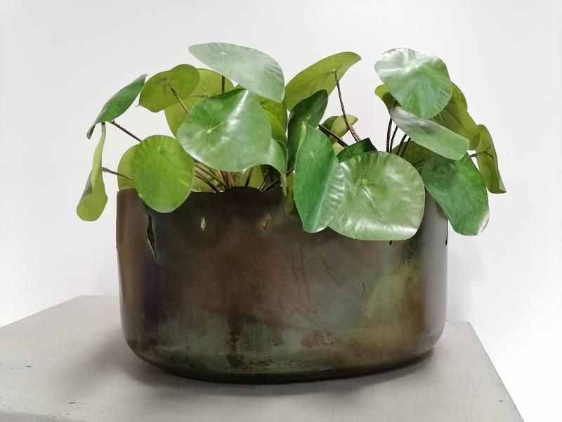 Pilea auf Stiel