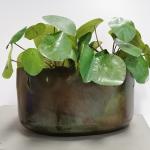 Pilea auf Stiel