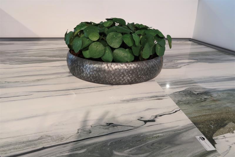 Pilea auf Stiel