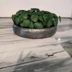 Pilea auf Stiel