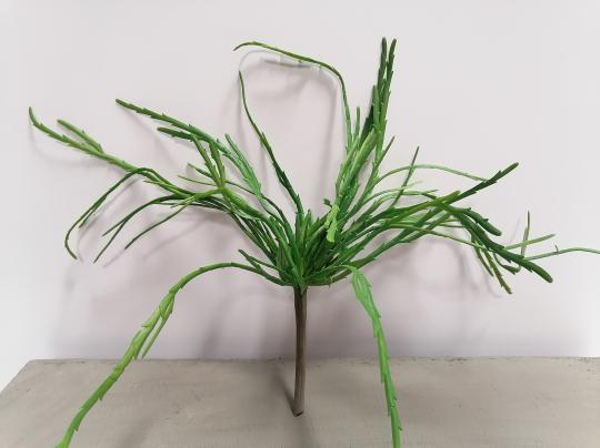Rhipsalis pandora Busch