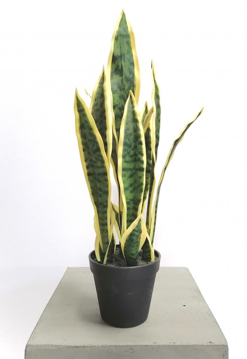 Sanseveria