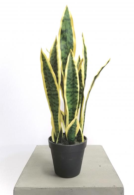 Sanseveria