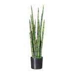 Sanseveria cylindrica