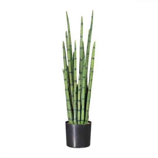Sanseveria cylindrica