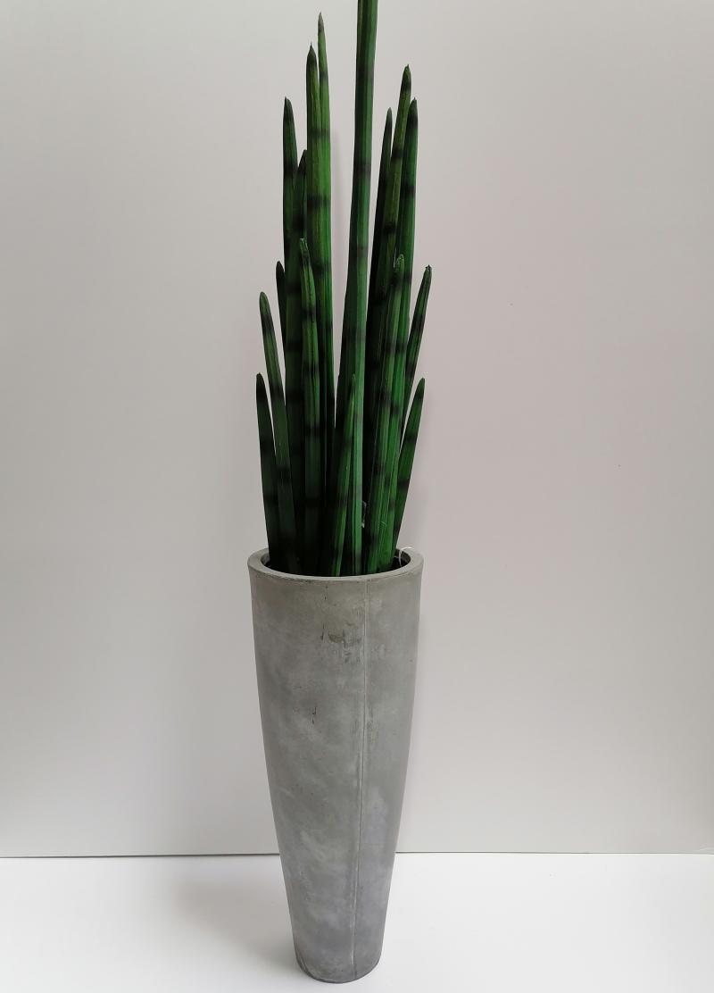 Sanseveria cylindrica