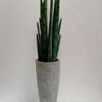 Sanseveria cylindrica