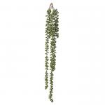 Senecio 