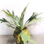 Staghorn (Elefantenfarn)