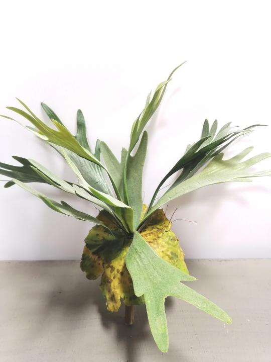 Staghorn (Elefantenfarn)