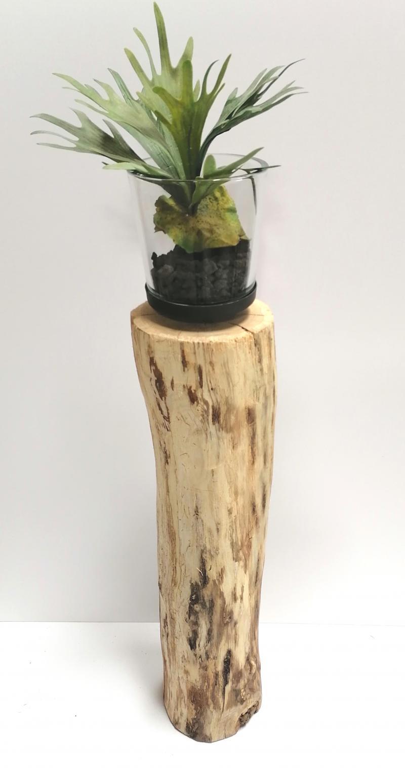Staghorn (Elefantenfarn)