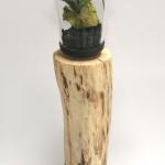 Staghorn (Elefantenfarn)