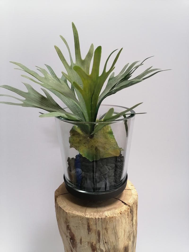 Staghorn (Elefantenfarn)