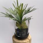 Staghorn (Elefantenfarn)
