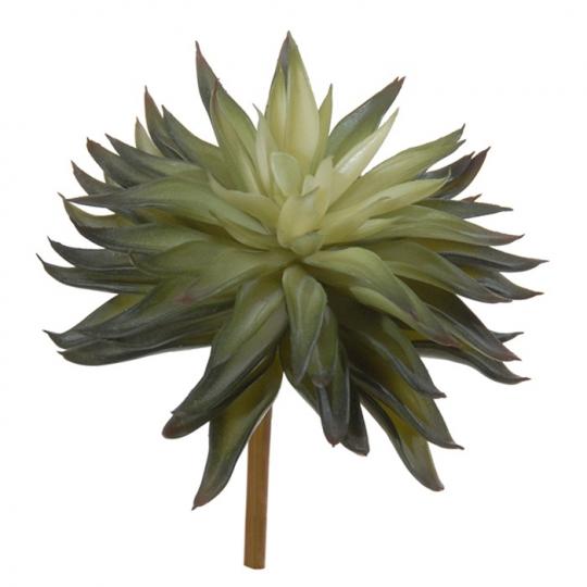 Succulente, 
