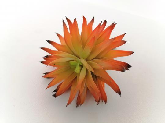 Succulente 