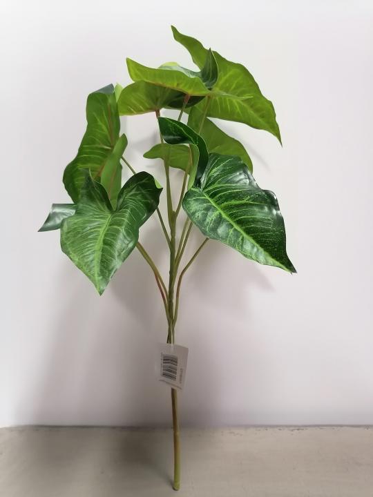 Syngonium Busch