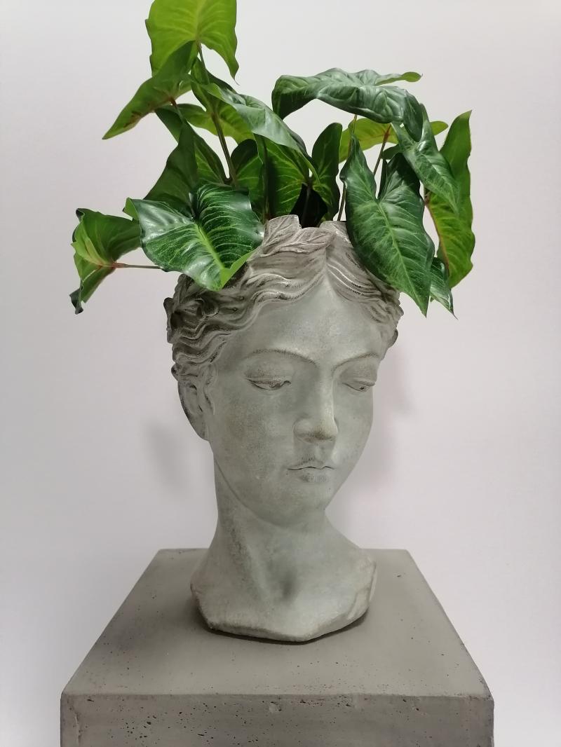 Syngonium Busch