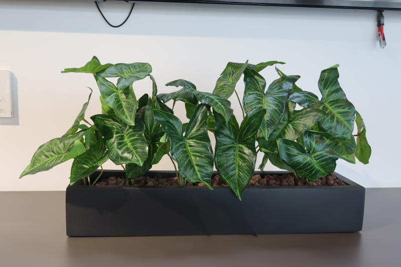 Syngonium Busch