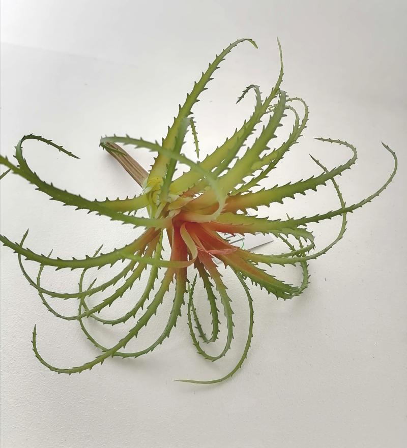 Tillandsia