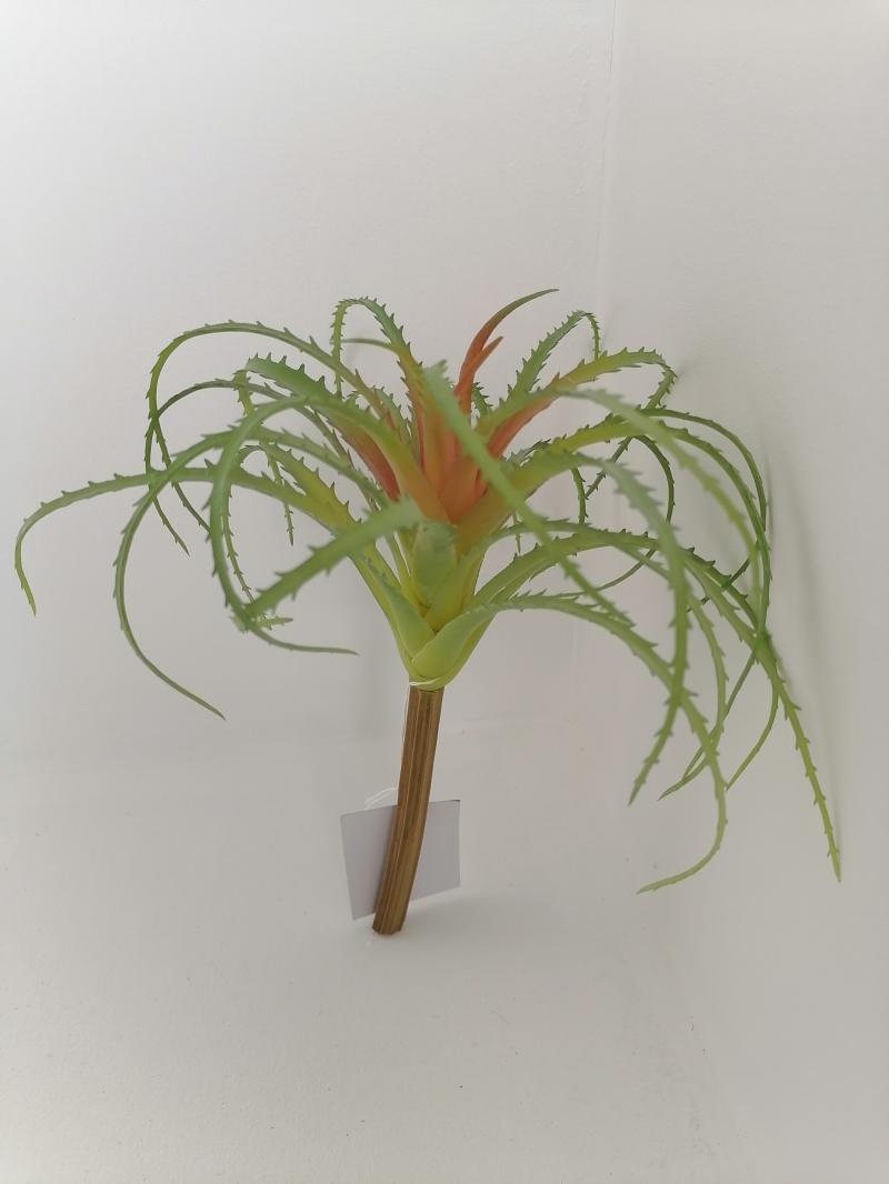 Tillandsia