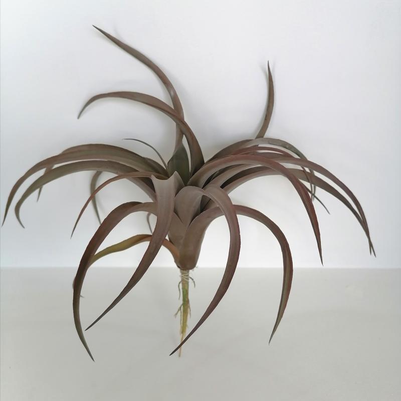 Tillandsia 