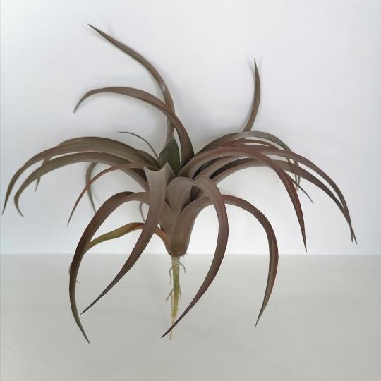 Tillandsia 