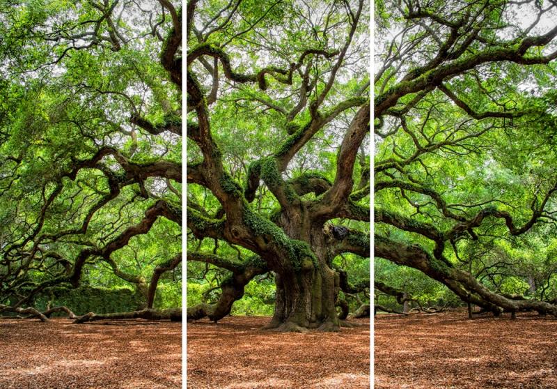 Verzweigter Baum