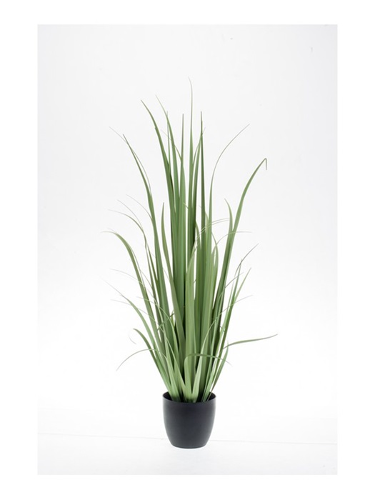 Yucca Gras