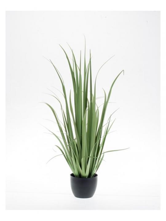 Yucca Gras