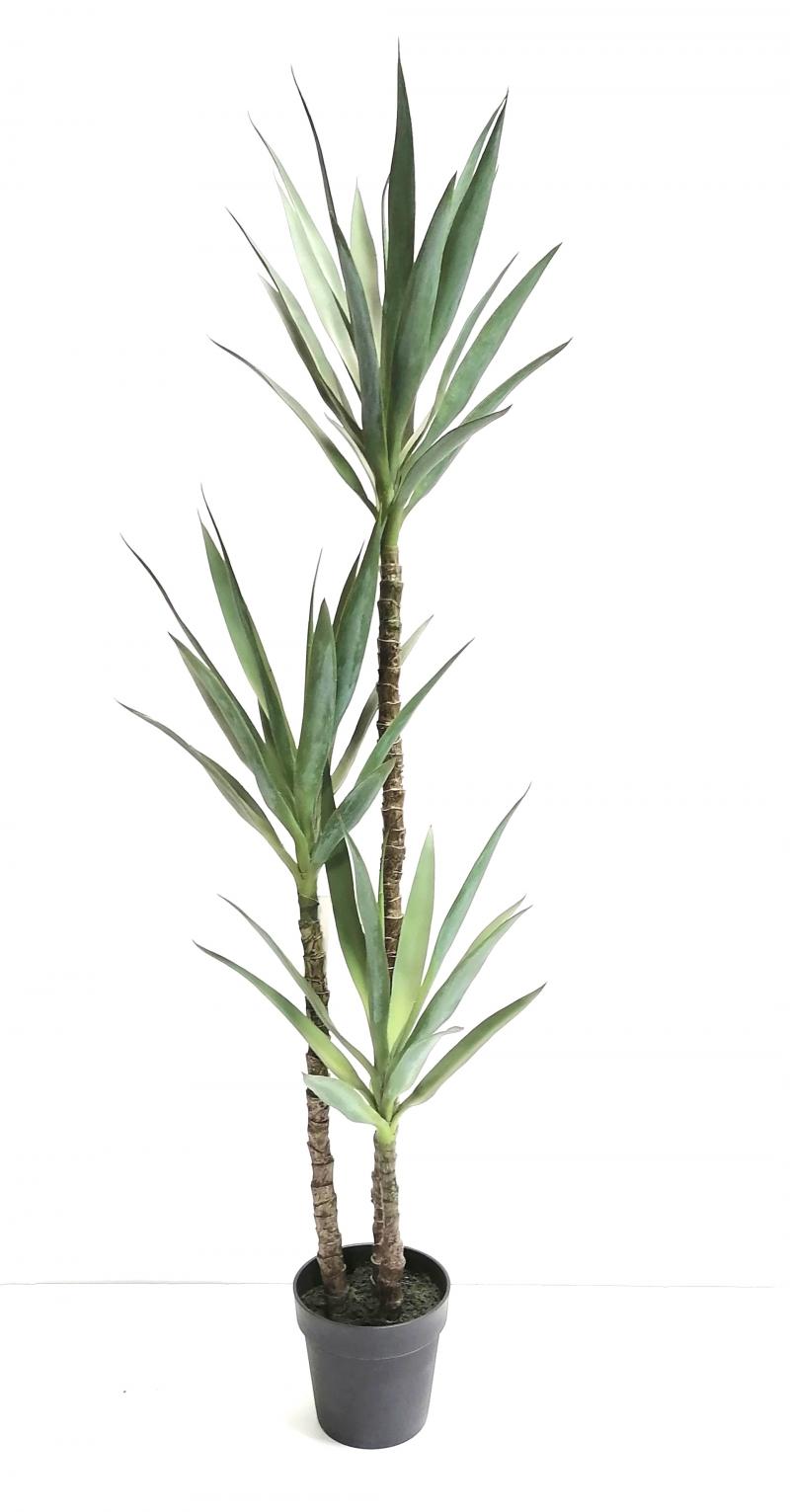 Yucca mit 3 Stämmen