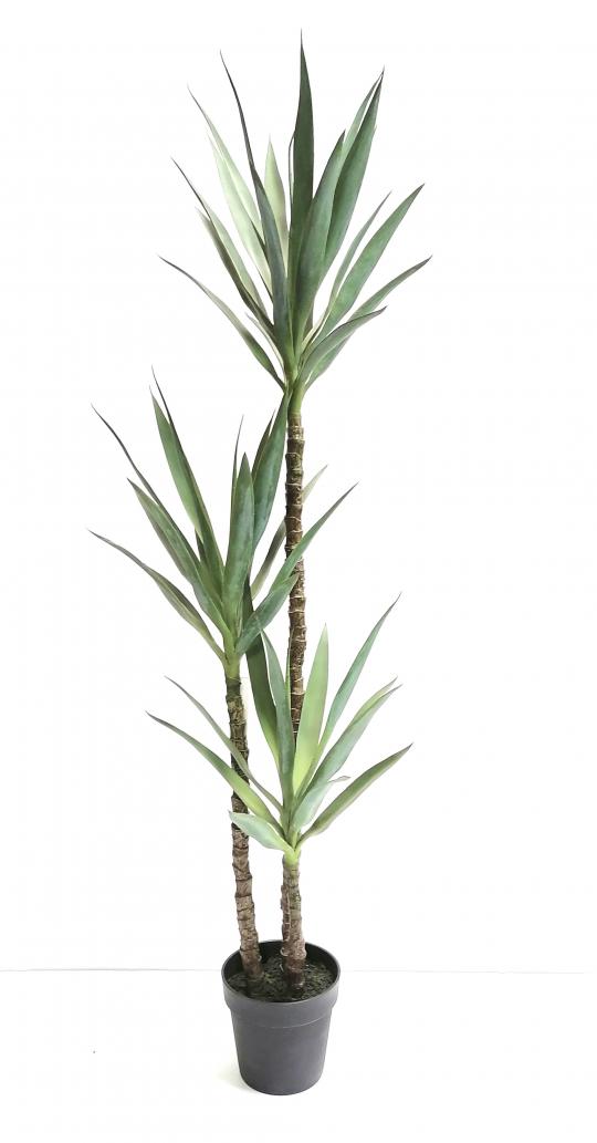 Yucca mit 3 Stämmen