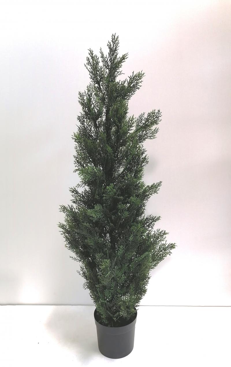 Zedernbaum