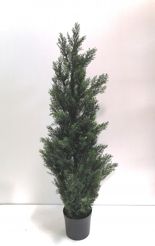Zedernbaum